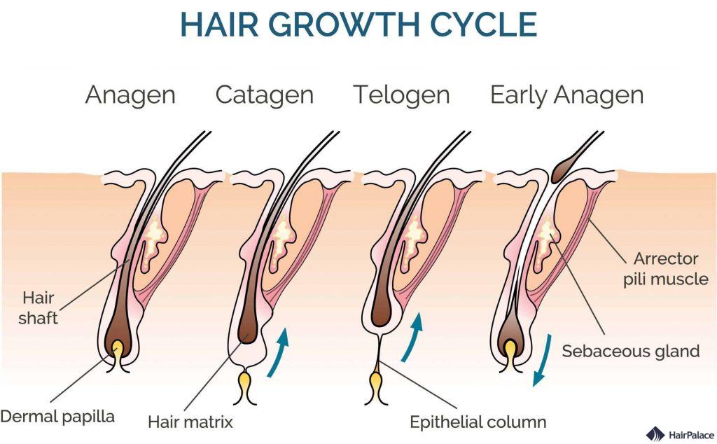 normaler Haarzyklus