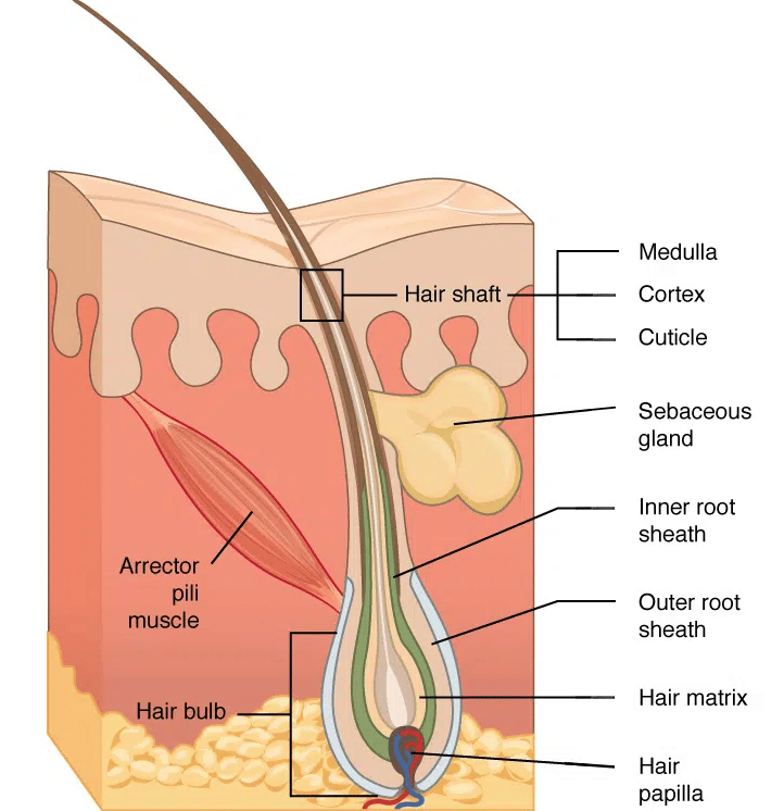 Struktur der Haarfollikel