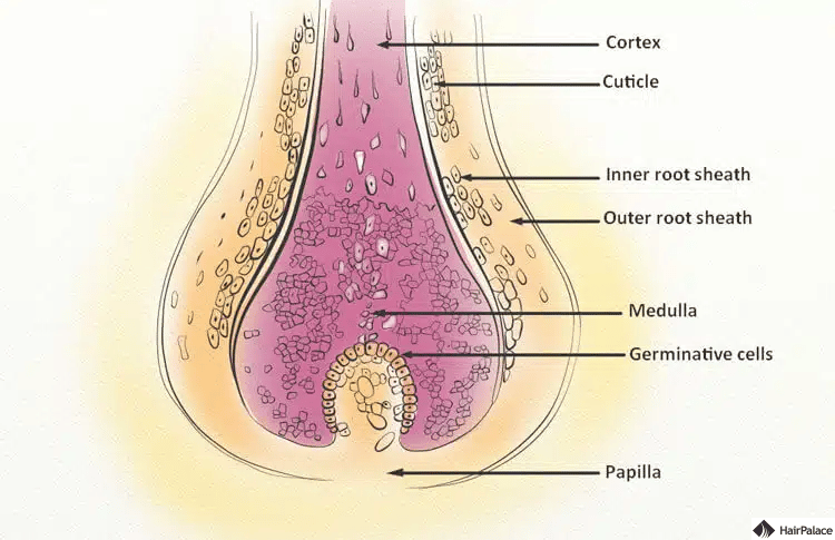 Die Haarzwiebel ist ein wichtiger Bestandteil der Haarstruktur