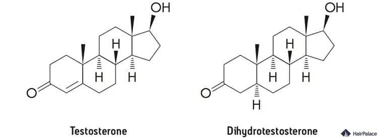 Testosteron und Dihydrotestosteron