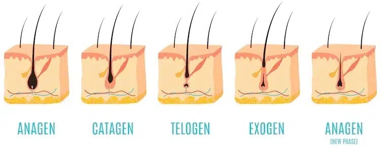 normaler Haarausfall tritt als Folge des Haarwachstumszyklus auf