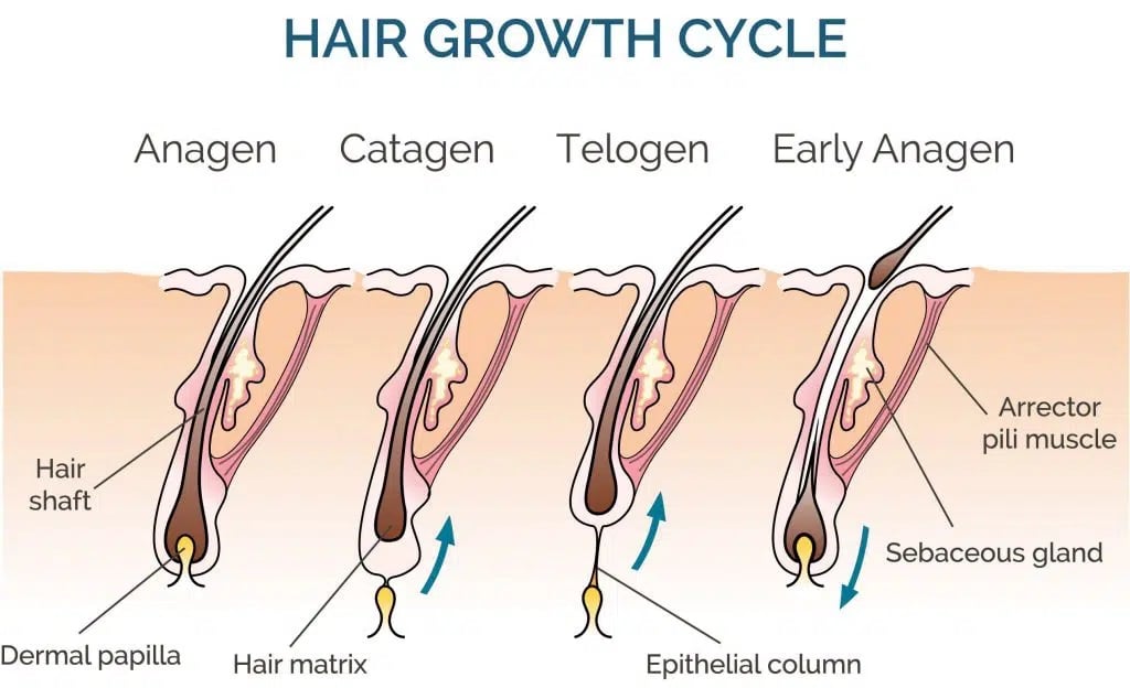 4 Phasen des Haarwachstumszyklus